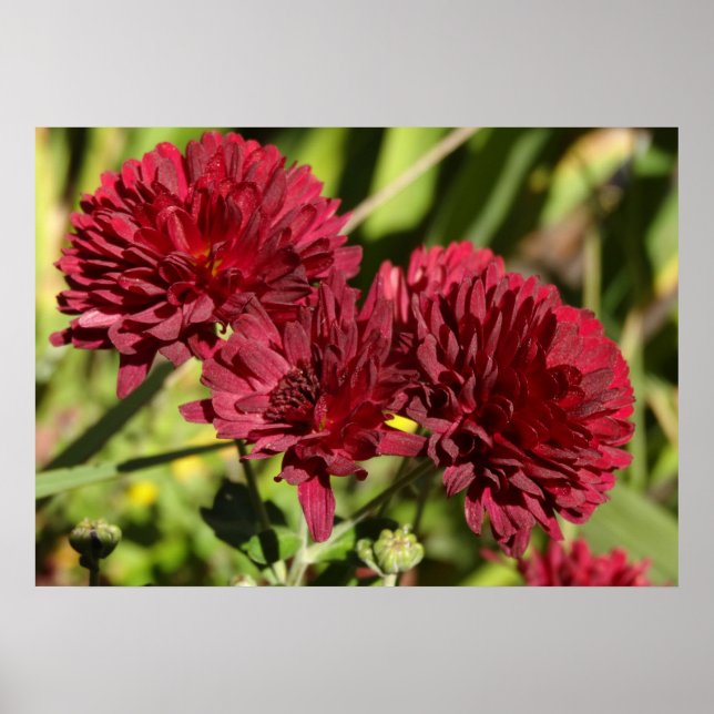 Weinrote Chrysanthemen Poster (Vorne)