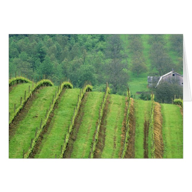 Weintrauben bei Newberg Oregon (Vorderseite (Horizontal))
