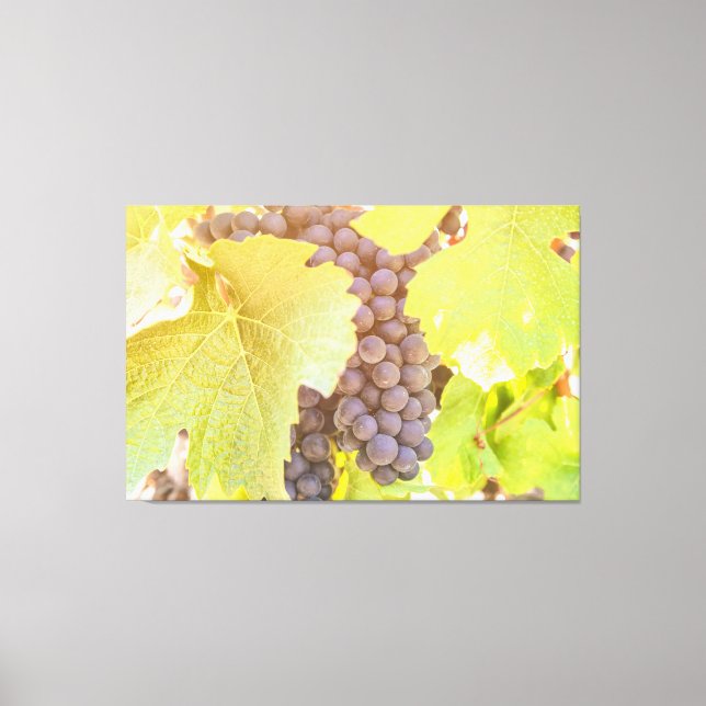 Weintrauben Leinwanddruck (Vorderseite)