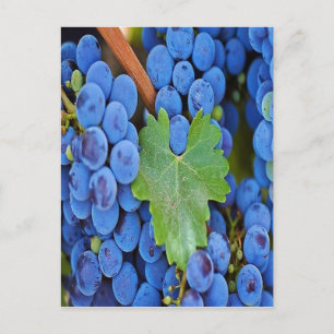 Weintrauben Postkarte