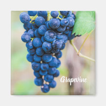 Weintrauben und Weinbaugeschenk