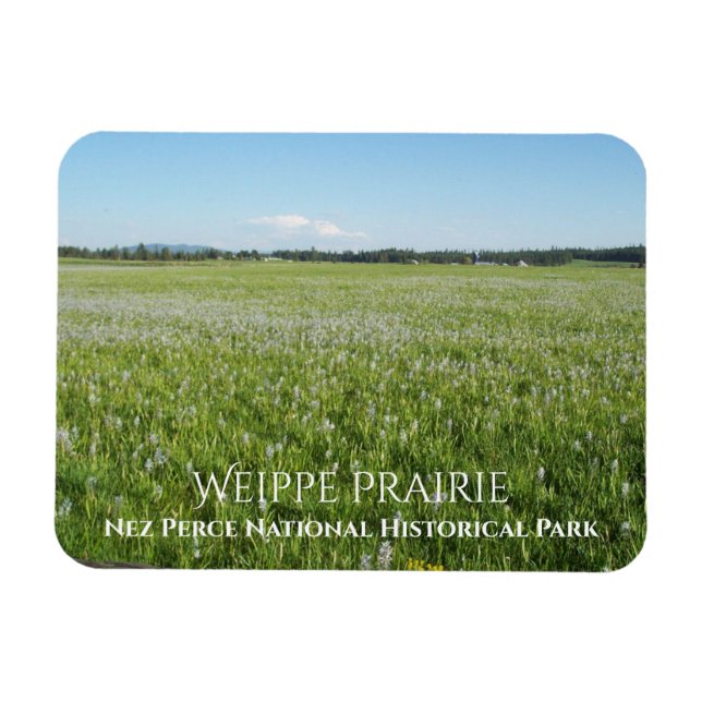 Weippe Prairie, Camas Blume, Nez Perce Magnet (Horizontal)