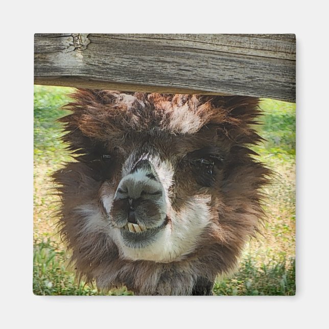 Weird Alpaca Magnet (Vorne)