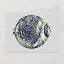 Weird Modern Vintage Eyeball Detail Drawing Gray Postkarte