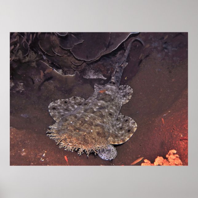 Weird Wobbegong Poster (Vorne)