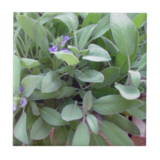 Weise Fotografiekunst der Krautsammlung Fliese