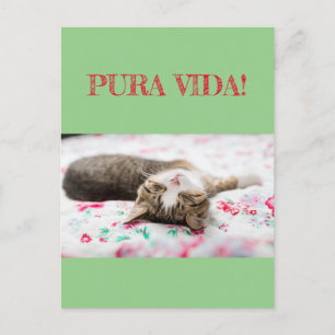 Weisheiten&Humor PuraVida! Katze schläft auf grün Postkarte