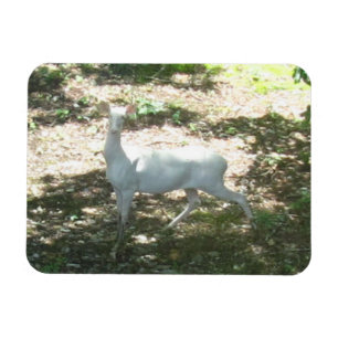 Weiß/Albino Hirsch 3x4 Foto Magnet