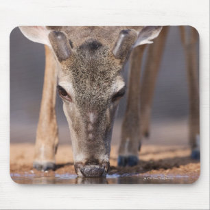 Weiß angebundene Rotwild am waterhole Mousepad