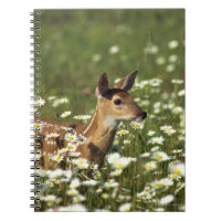 Weiß-angebundene Rotwild auf dem Gebiet der Blumen