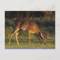Weiß-angebundene Rotwild, Odocoileus virginianus,