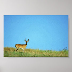 Weiß-angebundene Rotwild Poster