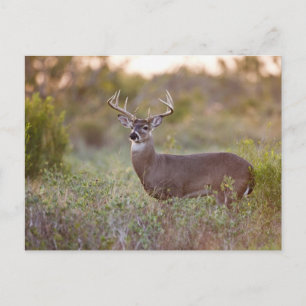 weiß-angebundener Mann 2 der Rotwild (Odocoileus Postkarte