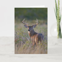 weiß-angebundenes Rotwild Odocoileus virginianus)