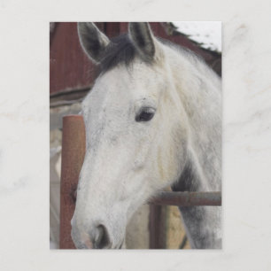 Weiß-Arabian-Pferdebilder Postkarte