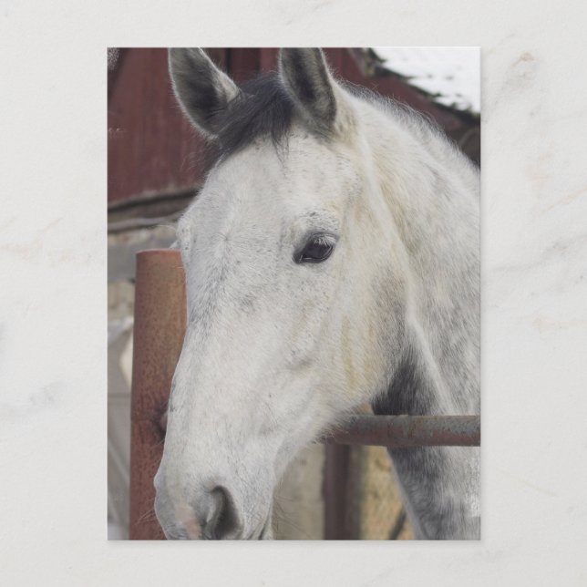 Weiß-Arabian-Pferdebilder Postkarte (Vorderseite)