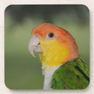 Weiß aufgeblähter Caique-Papagei draußen Untersetzer