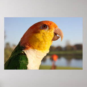 Weiß aufgeblähtes Caique-Papageien-Gesang-Plakat Poster