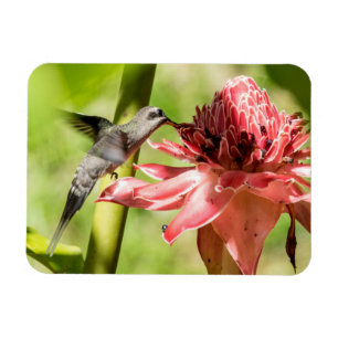 Weiß-bärtiger Einsiedler-kleiner Magnet