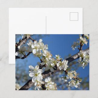 Weiß blühender Pflaumenbaumzweig im Frühling Postkarte