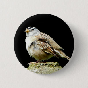 Weiß gekrönter Lied-Spatz Button