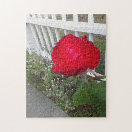 Weiß gepflückter Zaun und eine wunderschöne rote R