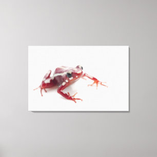 Weiß-gestreifter Gift-Pfeil-Frosch 2 Leinwanddruck
