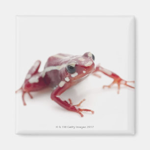 Weiß-gestreifter Gift-Pfeil-Frosch 2 Magnet