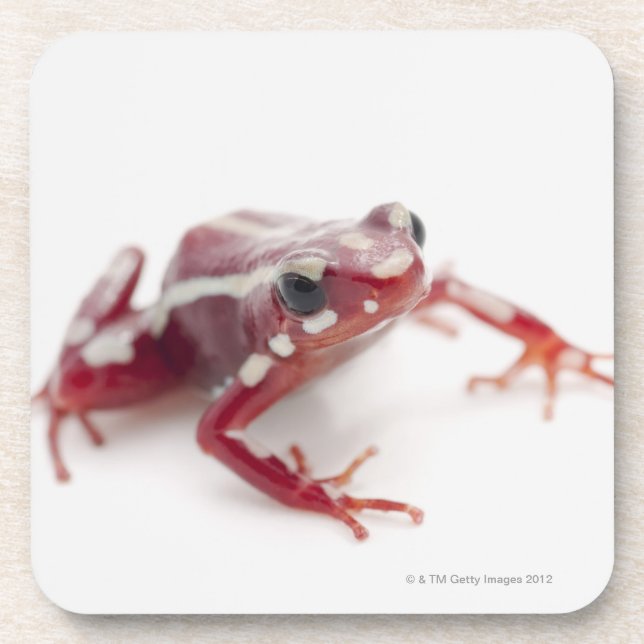 Weiß-gestreifter Gift-Pfeil-Frosch 2 Untersetzer (Vorderseite)