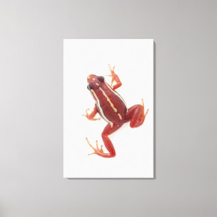 Weiß-gestreifter Gift-Pfeil-Frosch Leinwanddruck