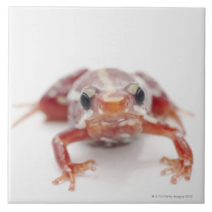weiß-gestreifter Giftpfeilfrosch (epipedobates Fliese