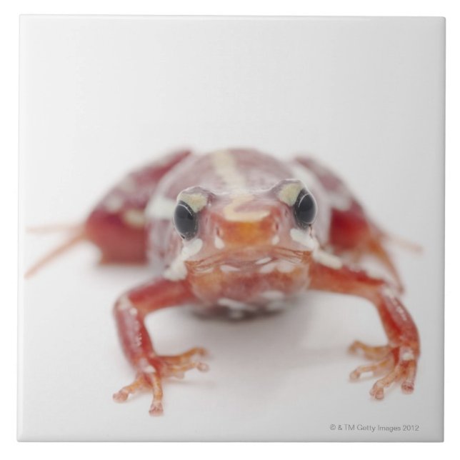 weiß-gestreifter Giftpfeilfrosch (epipedobates Fliese (Vorderseite)
