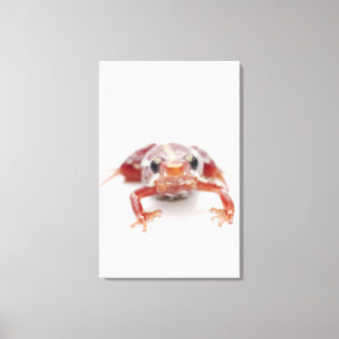 weiß-gestreifter Giftpfeilfrosch (epipedobates Leinwanddruck