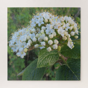 Weiß, Hintergrund, Blüte, Blume, Natur, Sommer,