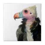 Weiß-Köpfige Geier-Aquarell-Malerei Fliese<br><div class="desc">Dieses ist eine Aquarellmalerei eines weiß-köpfigen dieses Geiers Leben im Subsahara-Afrika. Sie sind kritisch bedrohte Art. Es hat ein Orange und blauer Schnabel und das Gesicht ist ohne Federn rosa. Sie können seine Falten auf dem Hals sehen. Es gibt flaumigen Pelz um den Hals, der fast wie ein Pelzschal aussieht....</div>