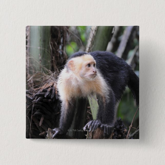 Weiß-köpfiger Capuchin, Cebus capucinus. Playa Button (Vorderseite)