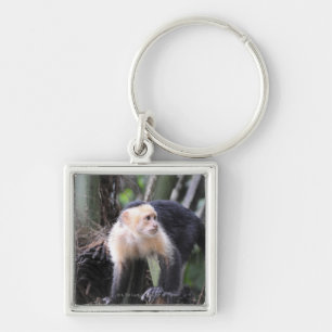 Weiß-köpfiger Capuchin, Cebus capucinus. Playa Schlüsselanhänger