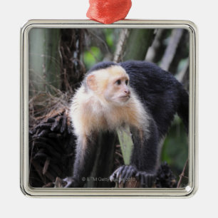 Weiß-köpfiger Capuchin, Cebus capucinus. Playa Silbernes Ornament