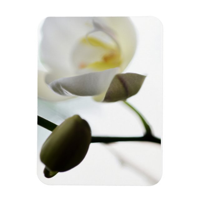 Weiß-Orchid-Weiches Foto-Magnet Magnet (Vertikal)