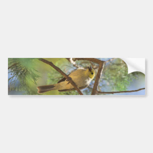 Weiß-plombiertes Honeyeater Autoaufkleber