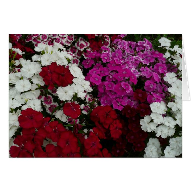 Weiß, Rosa und Rote Dianthus (Vorderseite (Horizontal))