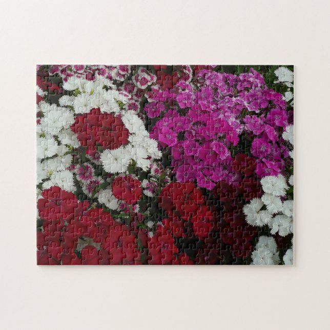 Weiß, Rosa und Rote Dianthus (Horizontal)