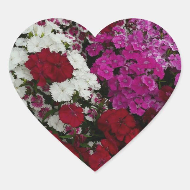 Weiß, Rosa und Rote Dianthus Herz-Aufkleber (Vorderseite)