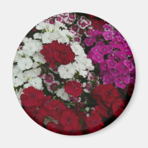 Weiß, Rosa und Rote Dianthus Magnet