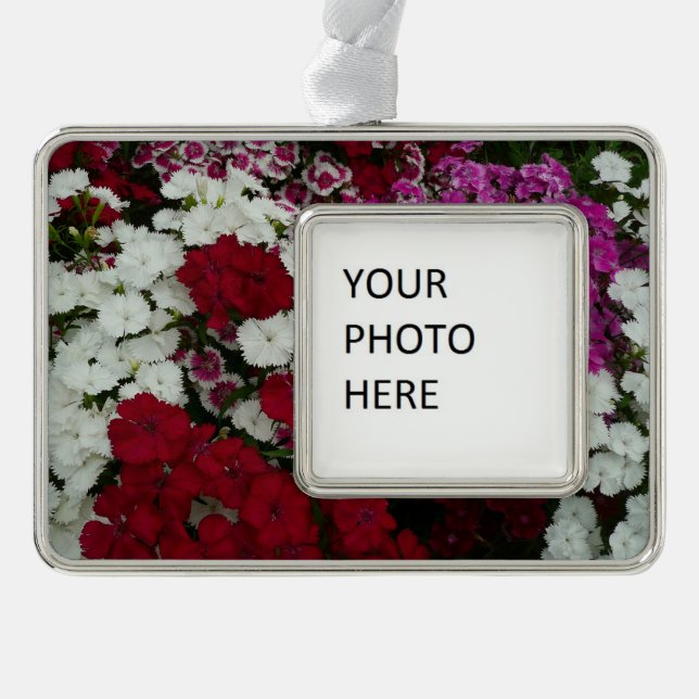 Weiß, Rosa und Rote Dianthus Rahmen-Ornament Silber (Vorderseite)