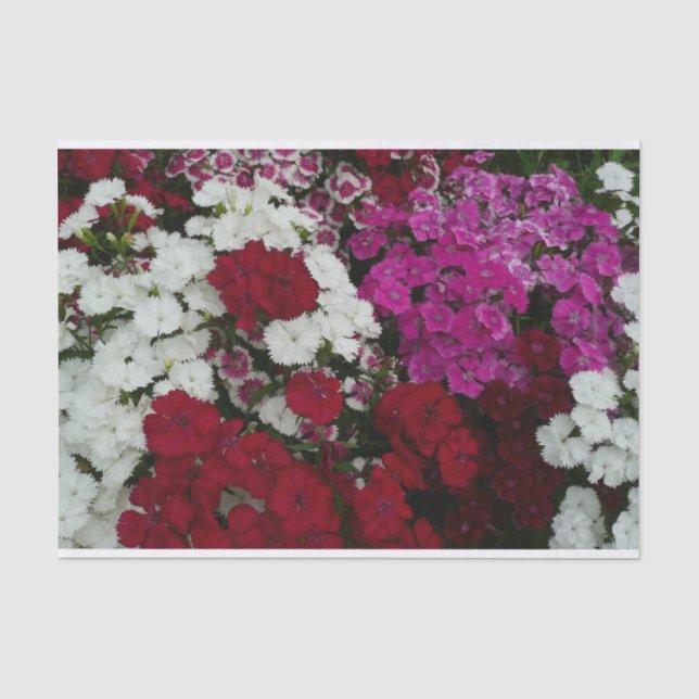 Weiß, Rosa und Rote Dianthus Seidenpapier (Vorderseite)