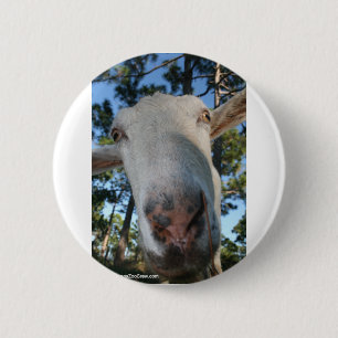 Weiß saanen Molkereiziegen-Damhirschkuhnase nahes Button