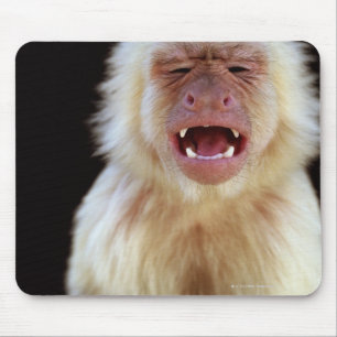 Weiß-throated Capuchin (Cebus capucinus) Mousepad