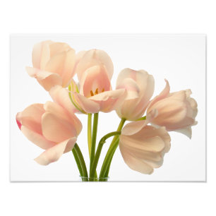 Weiß u. Pfirsich-Papageien-Tulpe-Hintergrund Fotodruck