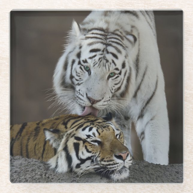 Weiß und Brown-Tiger-Stillstehen Glasuntersetzer (Vorderseite)
